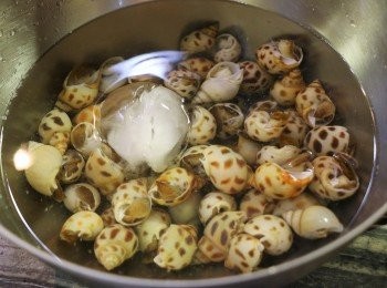 step3: 準備一盆冰水，馬上將煮好的花螺泡入冰水浸泡5分鐘，然後瀝乾水分放入大盆中，備用。（冰鎮過後的花螺肉會更加爽脆）