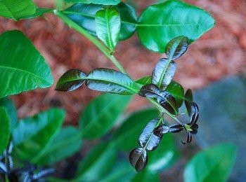 step5: 移入土裡..嫩芽是黑色的