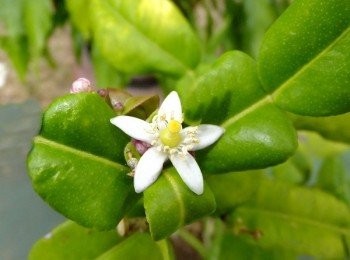 step3: 認識植物也得看它的花