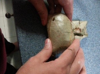 step18: 再由向身的荷葉向上屈上,(必須用手按實固定糯米餡料位置)