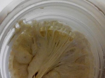 step1: 5度C冷藏夜種的做法：
1。準備一個有蓋的盒子，高身一點的，因為酵母发酵需要一些空間。
2.把所有材料放去盒子发酵一個小時，如何放去冰厨（放菜那格），发酵至少18小时。
3.做好的分量有600克，可以用3次，剩余的可以保存至1星期，如果出现黑点去弃用。