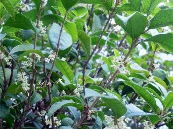 step2: 等水分稍微乾再摘採花朵.