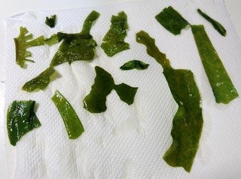 step7: 取出步驟2的海帶芽，用廚房紙巾壓乾。