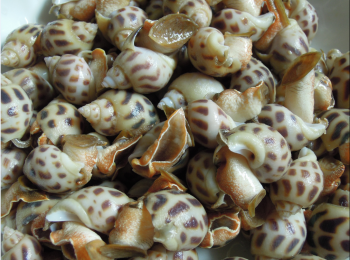 step1: 花螺放在水中，加2湯匙鹽，浸20分鐘，水要浸過花螺。