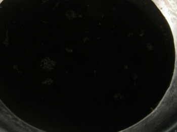 step1: 蒸魚鼓油 老抽 砂糖 水倒入碗調成醬汁