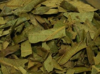 step1: 枇杷葉 有清肺止咳，和胃利尿，止渴的功效 ( 舒緩熱咳 ) 平時 間歇性 飲可保健