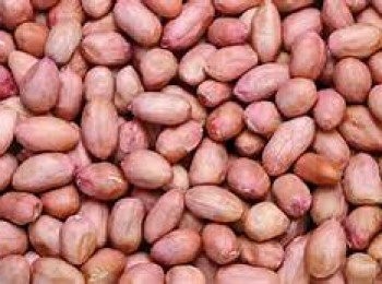 step1: 花生平鋪在焗盤上，白芝麻放在小碗，一起放入烤箱焗，以100度約烤20分鐘，取出稍微放涼，去衣，掰成兩半，放回烤箱中以100度保溫