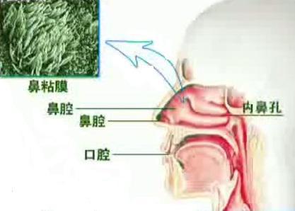 過敏性鼻炎患者的親身根治的方法