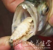 別被騙 魚肚子裡的它堪比砒霜