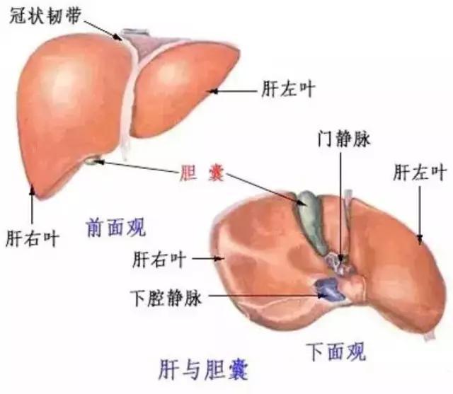 為啥肝癌一發現就是晚期！你的肝還好嗎？