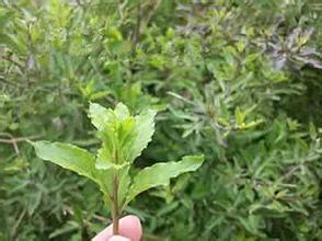 玩手機眼花，吃盤這個菜明目保肝