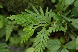 這種植物死了還能再活，人稱還魂草，人就開始吃它並當做藥來用