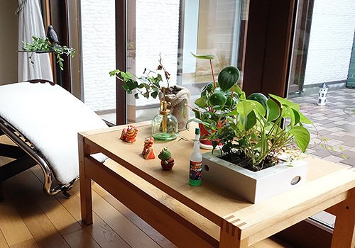 從今天起能和「壓力」＆「疲勞」說再見的十個早上好習慣： 桌上放置綠色植物
