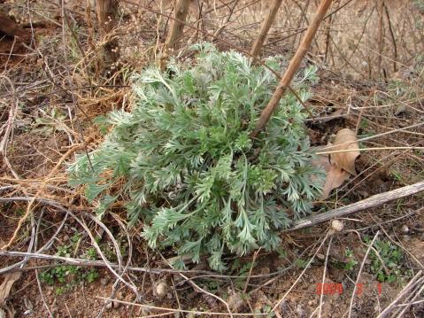 春天野菜「抗癌」排行榜，第一名竟然是它！看你知道幾個