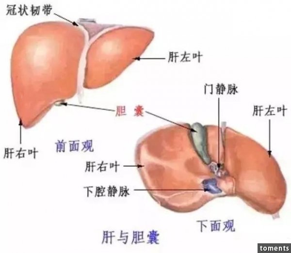 為何“肝癌”一發現就是晚期？ 你的肝若出現這三種症狀，就恐怖了...絕對要注意！ ！