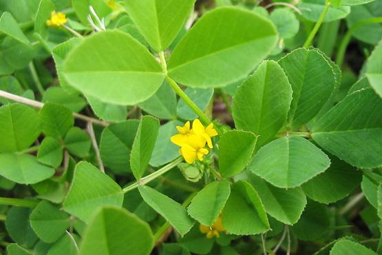 春天野菜「抗癌」排行榜，第一名竟然是它！看你知道幾個