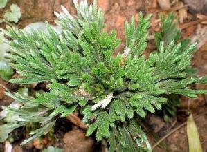 這種植物死了還能再活，人稱還魂草，人就開始吃它並當做藥來用