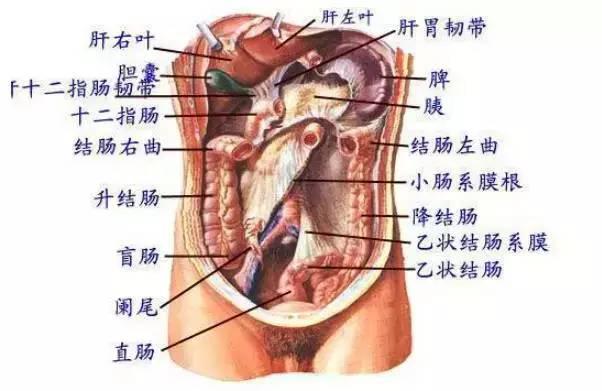 萬萬沒想到 拍肚子 原來好處可以這麼多