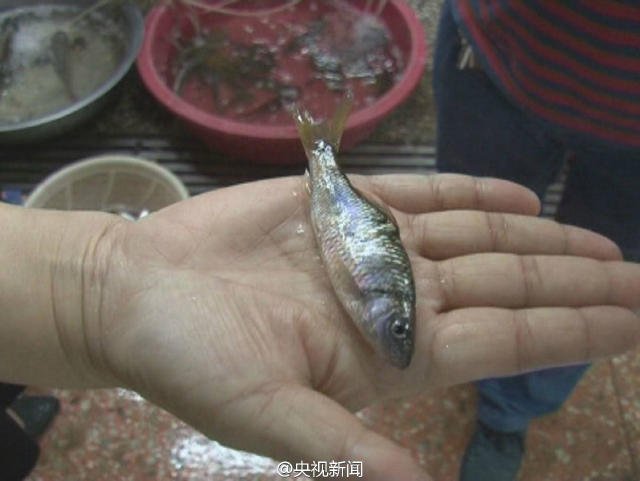 急轉！這種魚的魚籽不能吃 含毒素！