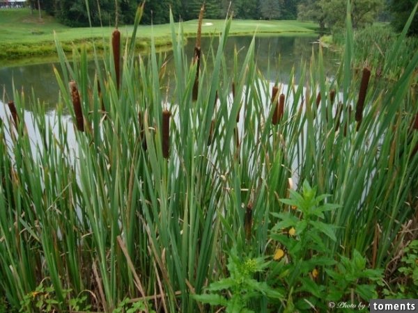 男性的尿液如果在測孕棒上顯示是兩條線的話，絕對不是懷孕了！趕快去看醫生吧～