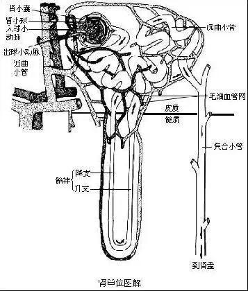 多少人沒有熬過46至55歲，千金難買的救命神文