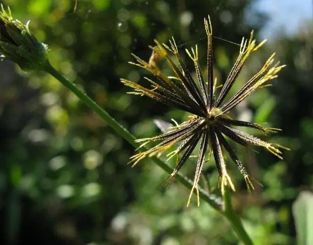 是路邊的野草也是路邊的寶——鬼針草