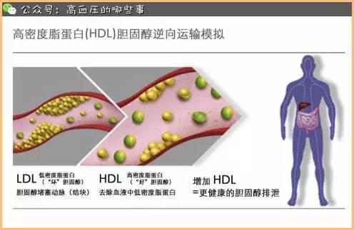 說說關於膽固醇的真相