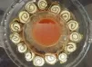 泰式惹味醬配墨魚紫菜卷【地捫輕鬆新煮意】