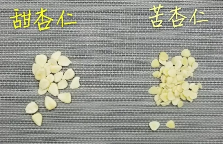 甜杏仁？苦杏仁？平日食用哪一種杏仁呢？
