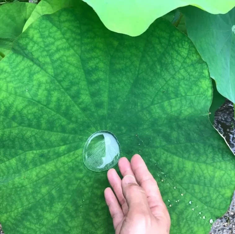 早起來去法金剛院看蓮花。