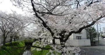 今年的櫻花特別美。
