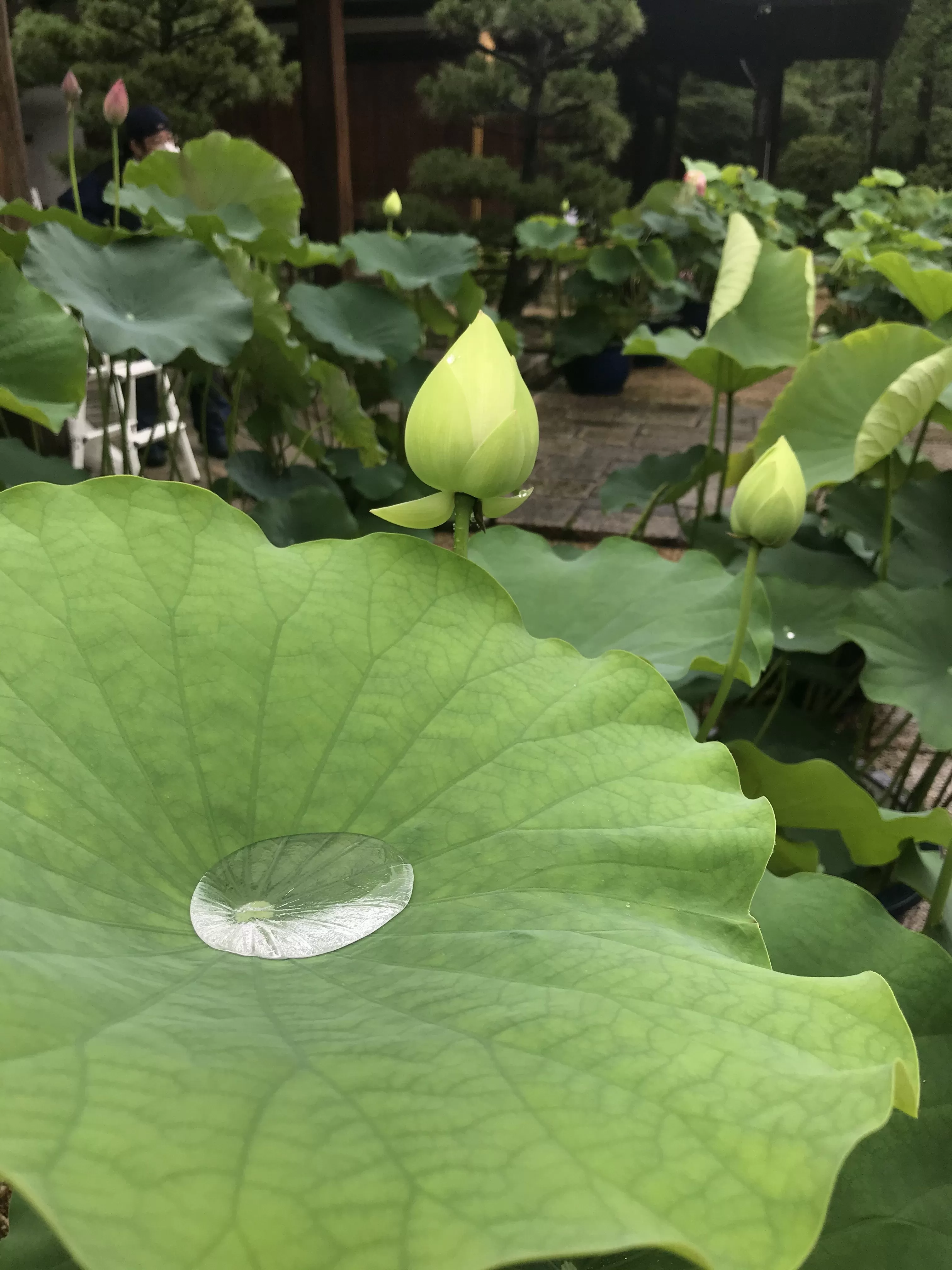 蓮花 每天發生的點點滴滴就是我的幸福。