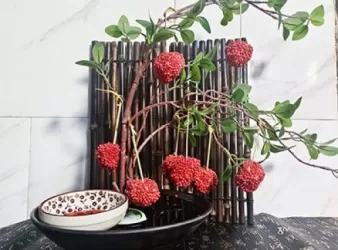 荔枝蝦球