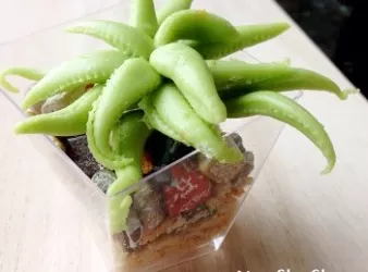像真糖果小盆栽
